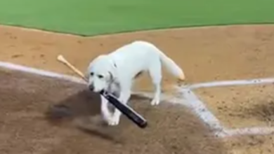 Watch Layla the bat dog retrieve her last bat after 6 years of service