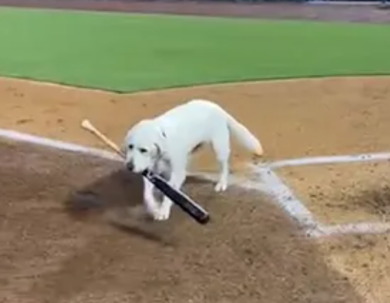 Watch Layla the bat dog retrieve her last bat after 6 years of service